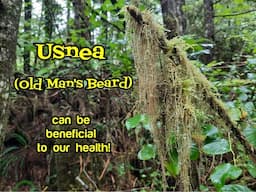 Usnea: Health Benefits