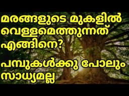 പമ്പുകൾക്കു സാധ്യമല്ലാത്ത ഉയരത്തിലേക്ക് മരങ്ങൾ വെള്ളം എത്തിക്കുന്നത് എങ്ങിനെ | Mysteries about Trees