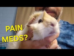 What Pain Meds Are Safe For Guinea Pigs?