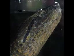 Green Anaconda- Heaviest Anaconda