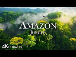 Amazon 4K - Exploring the World's Largest Tropical Rainforest | Relaxing Jungle Sounds