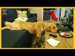 🐕🐾 FULL The Ultimate Funniest Golden Retriever🤣Funny Dog Videos