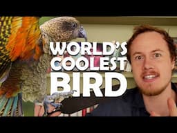 The World's Coolest Bird and Life's Endless Becoming