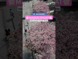 🌸MAQUILISHUAT EL SALVADOR🇸🇻