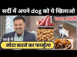 सर्दियों में डॉग को मोटा कैसे करें 👍🏽Dog ko Sardiyon Mein Mota karne ke liye kya khilaye