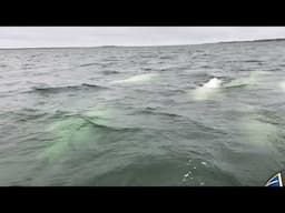 Meeting a beluga family