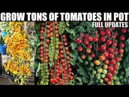 How to Grow Tomatoes at Home | Easy for Beginners | SEED TO HARVEST