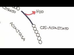 Respiración celular | 3 | Ciclo de krebs