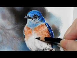 Bluebird Pastel Painting Demo