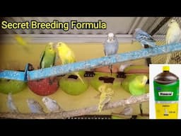 Best Breeding formula for Budgies Parrot || बजरी तोते से बच्चे कैसे निकले #ब्रीडिंग फार्मूला