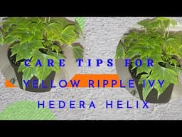 How to Care for Yellow Ripple Ivy (Hedera Helix) Plant