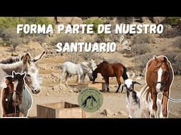 Donde el Rescate Se Une a La Sostenibilidad | Bienvenido a Tenerife Horse Rescue 2025