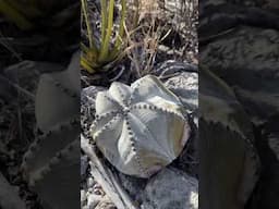 Astrophytum is a genus of cacti endemic to Mexico and the United States, some species are endangered