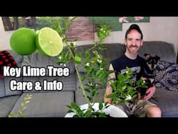 Key Lime Tree (Care & Information)