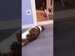 Cats and dogs cute friendship 😄 | Funny cats, dogs and animals ep43 #cat #dog #funnyvideo