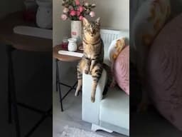 Funny Cats Videos😻😂Funniest Cats and Dogs Videos 2025_try not to laugh