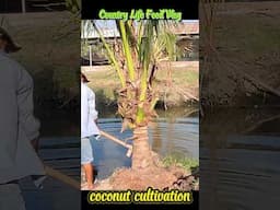 We Tried COCONUT Cultivation Methods and Here's What Worked!