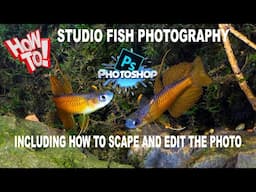 Studio Fish Photography, How To, Scape the Tank, Take the Photo and Edit it in Photoshop.