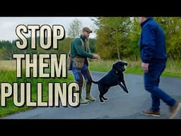 How to stop leash pulling - Tips to help you