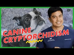 Cryptorchidism in Dogs