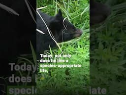 Bear Chinh - not lonely anymore at BEAR SANCTUARY Ninh Binh | FOUR PAWS