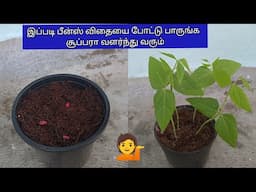 🌿💁Tips to grow bush beans plant from  seed in Tamil/செடி பீன்ஸ் வளர்ப்பு #gardening