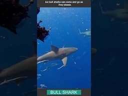 How do bull sharks survive in freshwater? #wildlife #animals #sharks