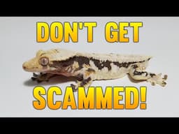 How To Deal With Bad Reptile Buyers!