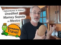 Mamey Sapote Fruit in Mexico -- Unedited Footage