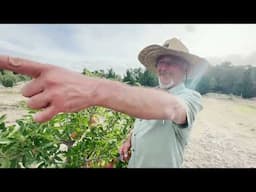 Summer pruning and netting fruit trees