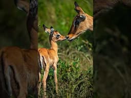 Serengeti is a paradise for wildlife photographers #wildlife #safari #wildlifephotography #serengeti