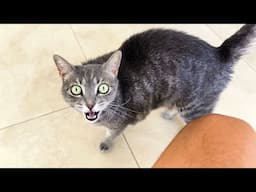 Crazy Talking Kitty