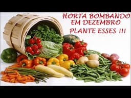 PLANTE EM DEZEMBRO ESSAS, NA SUA HORTA!