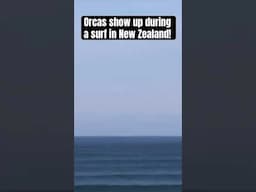 Incredible footage shows the moment a pod of ORCAS show up in a NZ lineup! What would you do here?