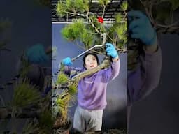 Artistic bonsai pruning techniques! #110 #lovebonsai #bonsai #bonsaiart #bonsaitree