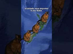 Possums Invade New Zealand!