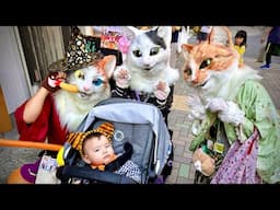 🔴 LIVE - CATS CATS CATS - 2024 KAGURAZAKA BAKENEKO FESTIVAL!