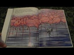 Flamingo Sunset By Johnathan London Read Aloud For Kids