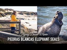 286: Piedras Blancas Elephant Seal Rookery - Best Wildlife Viewing on Highway 1 (Central Coast)