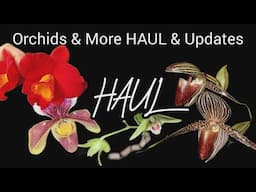 ORCHIDS AND MORE ORCHID UNBOXING UPDATES INCLUDED