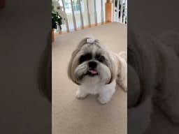 Adorable Dog Gives High-fives 🙌🏻🐾 for Treats 🍖😋 #shorts  #shihtzu