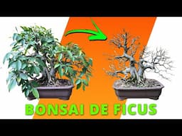 Como manter seu Bonsai no Caminho Certo! - Ficus Mata Pau!!