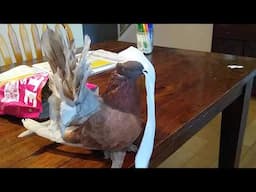 My Pet Pigeon Loves Paper