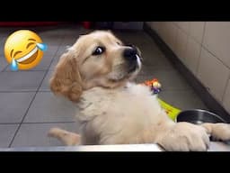 Funny Dogs and Cats Videos 2024 🤣 Best Funniest Animal Videos 😆 PART 30