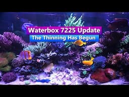 Waterbox 7225 Reef Tank Update - The Thinning has Begun