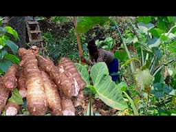 Harvesting Taro And Cooking A Delicious Meal.