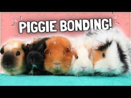 Growing the Piggie Herd: Bonding Success or Fail?!