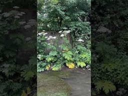 Giant Hogweed plants reaching nearly 5 metres tall #toxic #hogweed