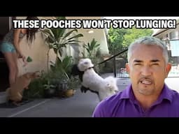 Small Pups, HUGE Disasters -- These Neighbors Live In Constant FEAR!  | Cesar 911 Throwbacks