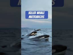 Female killer whales run the show. #naturepbs #wildlife #killerwhales #orca #pbs